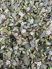 Glossostigma elatinoides