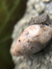 Deroceras
