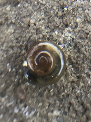 Gastrodontoidea