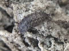 Oniscidea