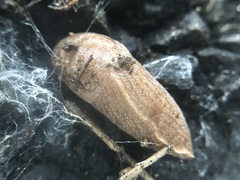 Tandonia kusceri