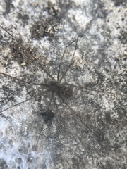 Hoplopholcus forskali