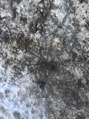 Hoplopholcus forskali