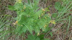 Lomatium multifidum