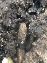 Stratiomyidae