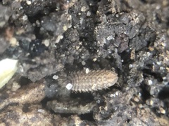 Stratiomyidae