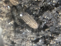 Stratiomyidae