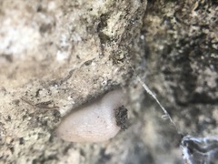 Gastropoda