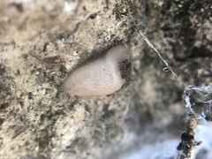 Gastropoda