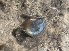 Gastrodontoidea
