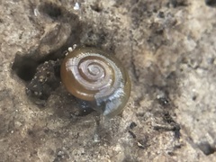 Gastrodontoidea