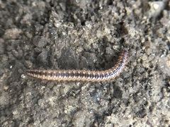Diplopoda