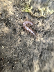 Chilopoda