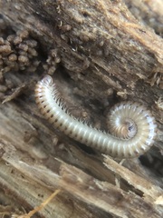 Diplopoda