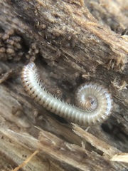 Diplopoda