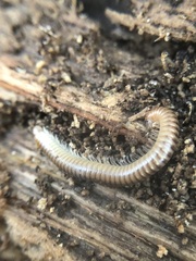 Diplopoda
