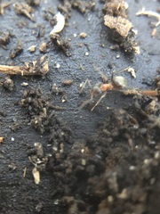 Lasius emarginatus