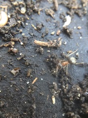 Lasius emarginatus