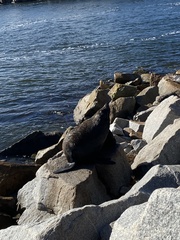 Arctocephalus pusillus