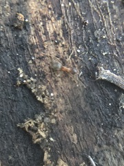 Lasius emarginatus