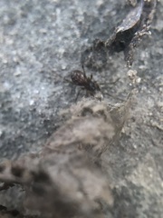Araneae