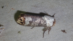 Cossula cossuloides