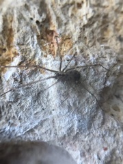 Araneae