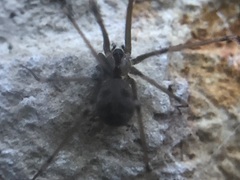 Araneae