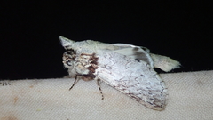 Rifargia distinguenda