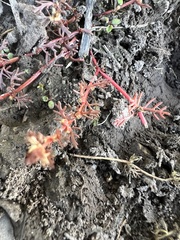 Myriophyllum verrucosum