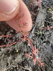 Myriophyllum verrucosum