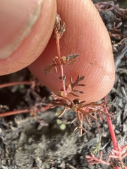 Myriophyllum verrucosum