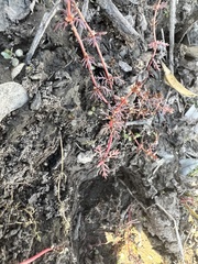 Myriophyllum verrucosum