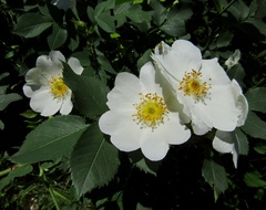 Rosa antonowii