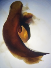 Pterostichus isabellae