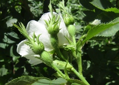 Rosa antonowii