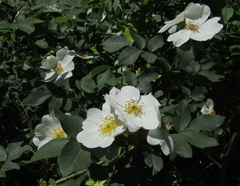 Rosa antonowii