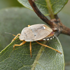 Erachtheus lutulentus