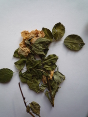 Rosa balsamica