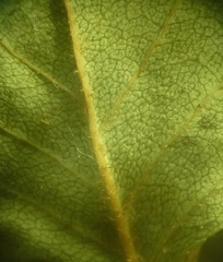 Rosa antonowii