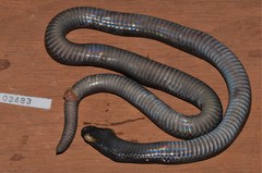 Mole Viper photo 3