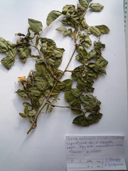 Rosa antonowii