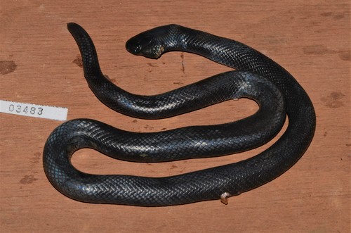 Boulenger's Burrowing Asp