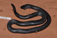 Mole Viper photo 2