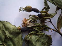 Rosa antonowii