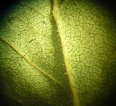 Rosa antonowii