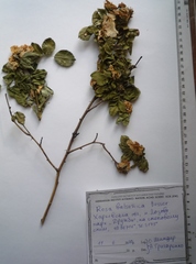 Rosa balsamica