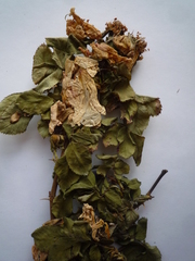 Rosa balsamica