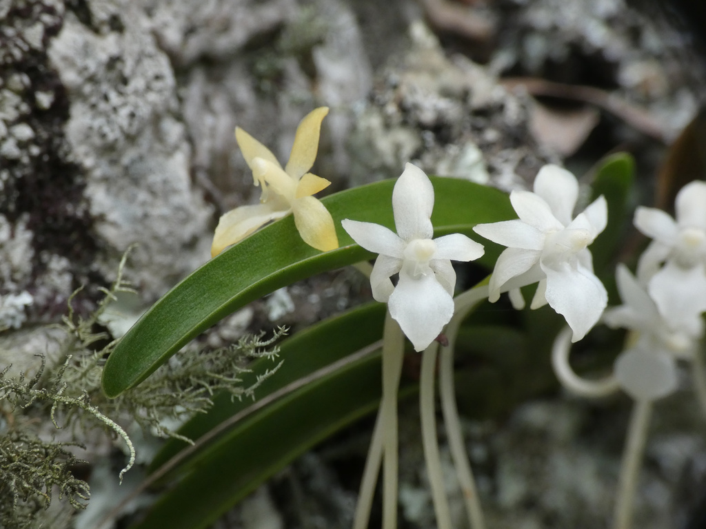 Rangaeris muscicola