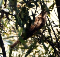 Cuculus canorus